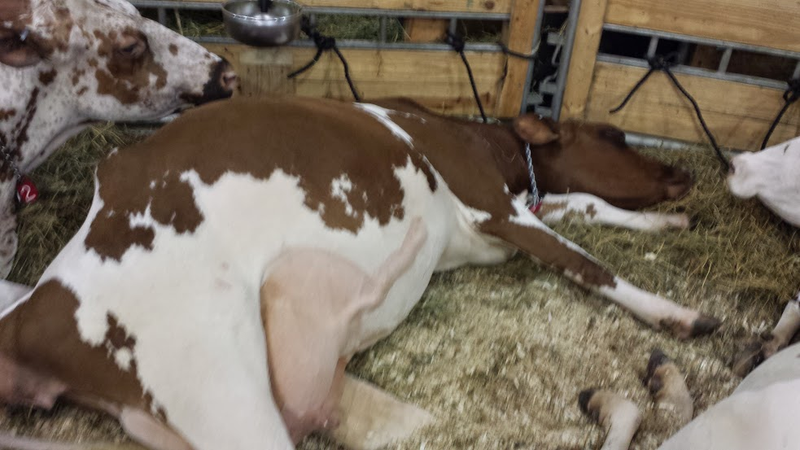 Illustration for article titled Cows at the Fair - I'm Famous and Exhausted
